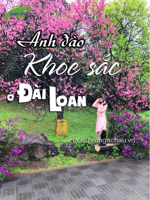 Phải lòng sắc hoa anh đào Đài Loan