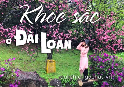 Phải lòng sắc hoa anh đào Đài Loan