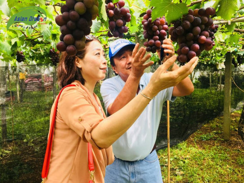 Trải nghiệm hái trái cây theo mùa khi du lịch Đài Loan