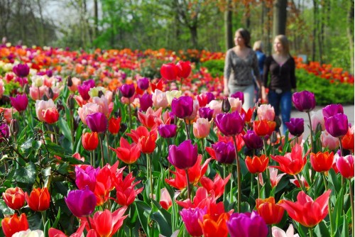 Keukenhof - Khu vườn đẹp nhất thế giới