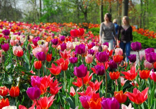 Keukenhof - Khu vườn đẹp nhất thế giới