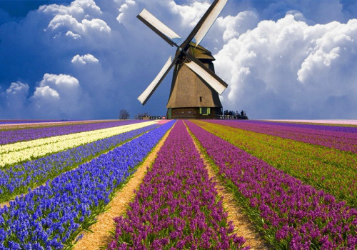 Nguồn gốc hoa tulip và sự nổi tiếng ở Hà Lan