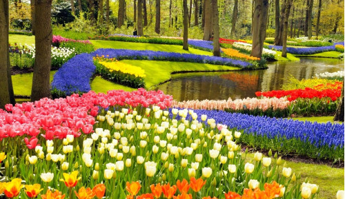 Một lần đến Hà Lan ngắm hoa tulip rực rỡ