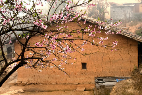 Mùa hoa đào khoe sắc ở Hà Giang