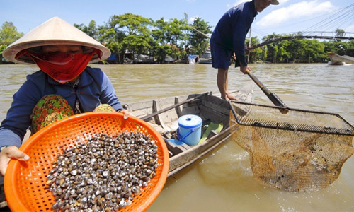 Mùa hến, ngọt ngào hương vị sông quê miền Tây