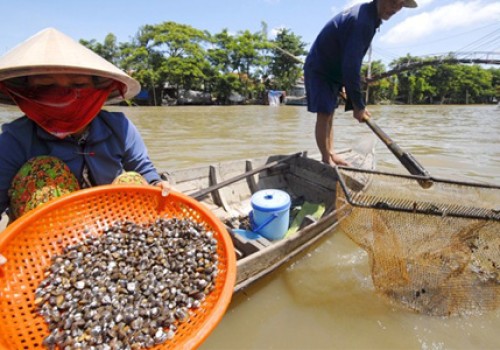 Mùa hến, ngọt ngào hương vị sông quê miền Tây