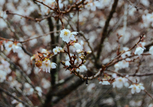Hoa anh đào nở trái mùa ở làng Obara - Nhật Bản