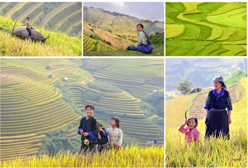 Mùa thu Tây Bắc - mùa lúa chín vàng óng đẹp đến nao lòng