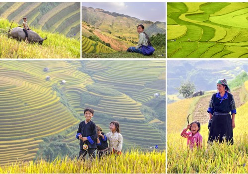 Mùa thu Tây Bắc - mùa lúa chín vàng óng đẹp đến nao lòng