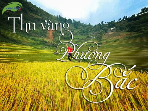 Say đắm thu vàng Tây Bắc