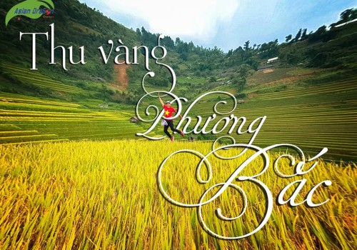 Say đắm thu vàng Tây Bắc