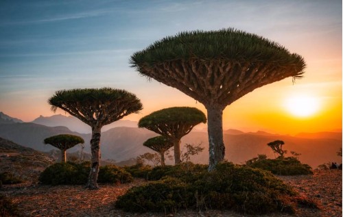 SOCOTRA - "HÀNH TINH KHÁC" GIỮA BIỂN Ả RẬP KHIẾN THẾ GIỚI NGỠ NGÀNG