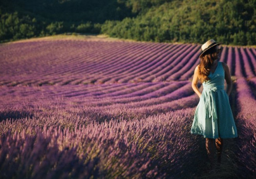 Sắc tím quyến rũ của hoa oải hương tại Provence