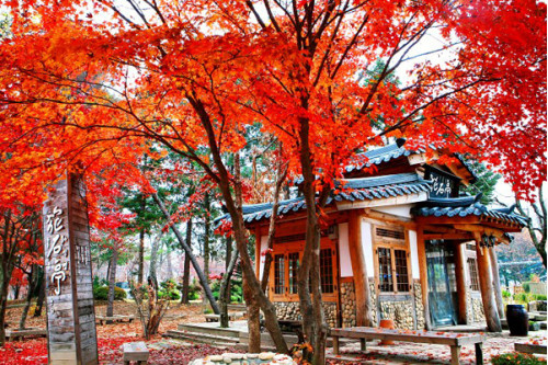 Mùa lá đỏ Hàn Quốc đẹp nhất vào tháng mấy?