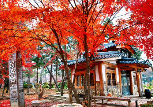Mùa lá đỏ Hàn Quốc đẹp nhất vào tháng mấy?