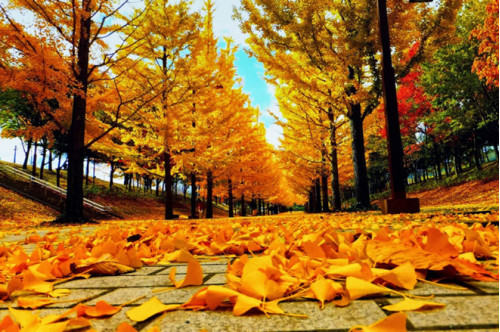 Đẹp ngỡ ngàng mùa thu Hàn Quốc
