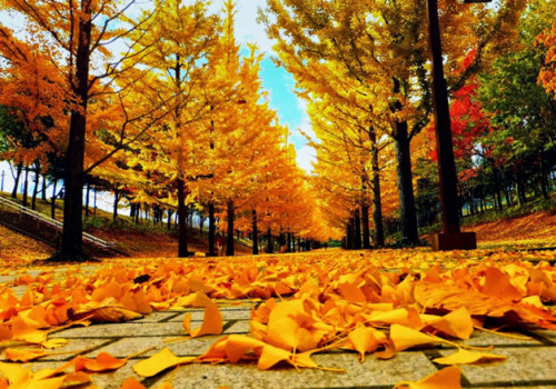 Đẹp ngỡ ngàng mùa thu Hàn Quốc