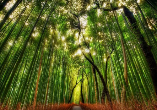 Rừng tre Sagano - Kiệt tác thiên nhiên ở Nhật Bản