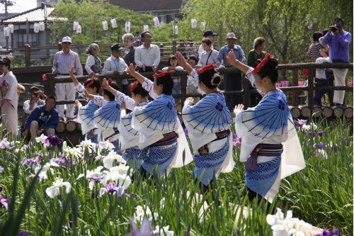 Lễ hội hoa diên vĩ kỳ ảo ở Nhật Bản
