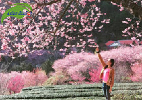 Du lịch Đài Loan chiêm ngưỡng sắc hồng rực rỡ mùa hoa anh đào
