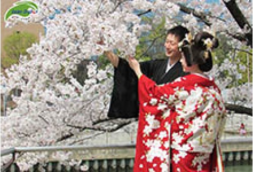 Du lịch Nhật Bản đến Kyoto ngắm hoa anh đào