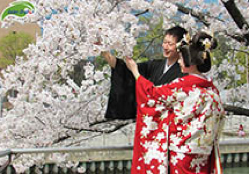 Du lịch Nhật Bản đến Kyoto ngắm hoa anh đào
