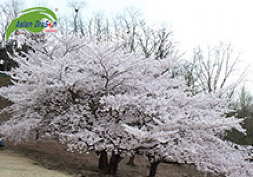 Du lịch Hàn Quốc ngắm hoa anh đào ở Campus Gwanak - Trường đại học Seoul