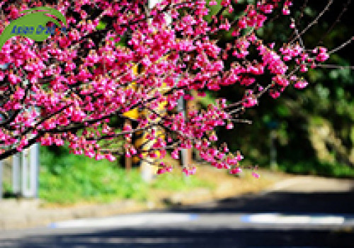 Du lịch Đài Loan thưởng thức mùa hoa rực rỡ tại công viên Dương Minh Sơn