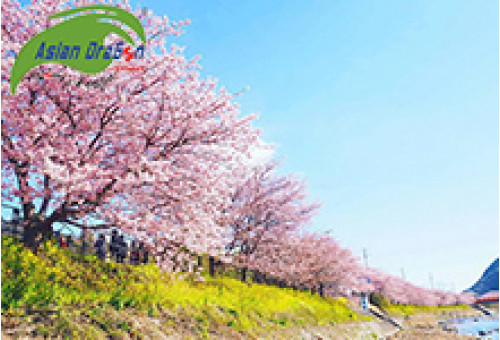 Thị trấn Kawazu: Nơi hoa anh đào nở sớm nhất ở Nhật Bản