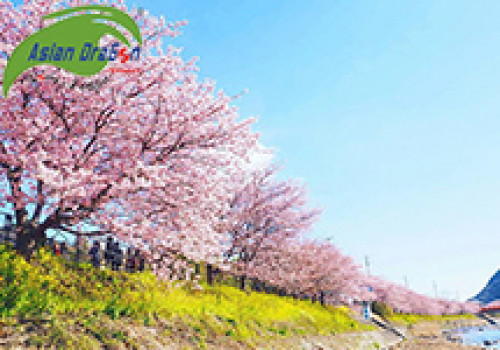 Thị trấn Kawazu: Nơi hoa anh đào nở sớm nhất ở Nhật Bản