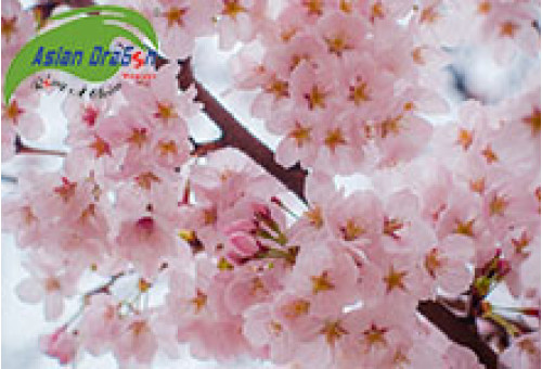 Bộ ảnh tuyệt đẹp ở Nhật Bản và Hàn Quốc mùa hoa anh đào