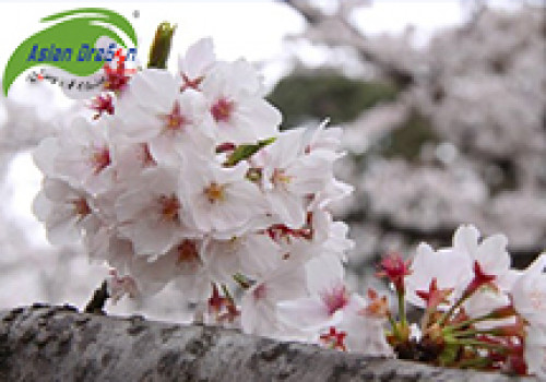 Du lịch Nhật Bản ngắm hoa anh đào nở rộ
