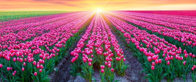 Kết quả hình ảnh cho hoa tulip