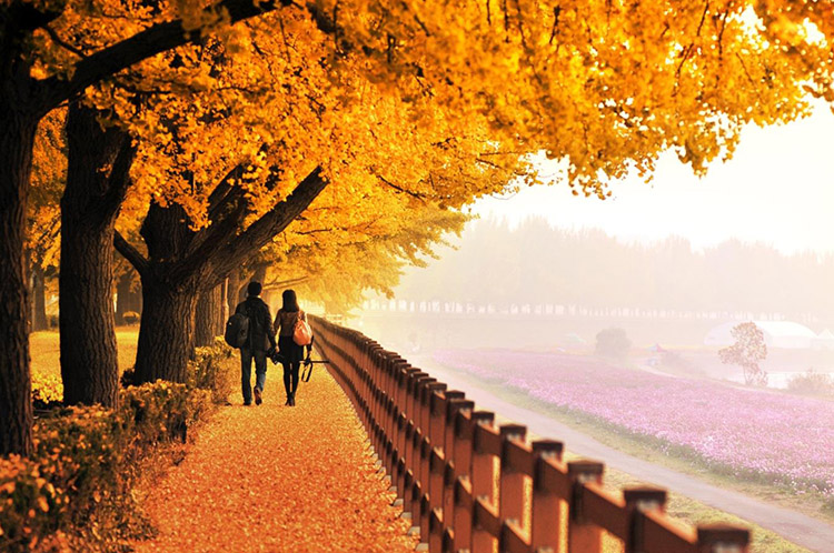 Mùa Thu Hàn Quốc Đẹp Như Tranh, Lãng Mạn Và Diệu Kỳ