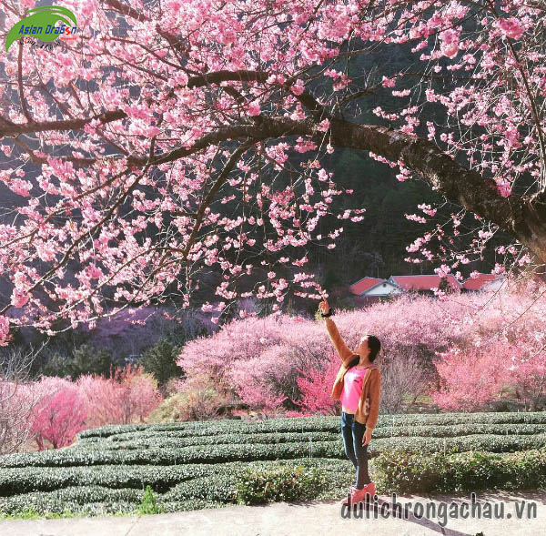 Du lịch Đài Loan ngắm hoa anh đào