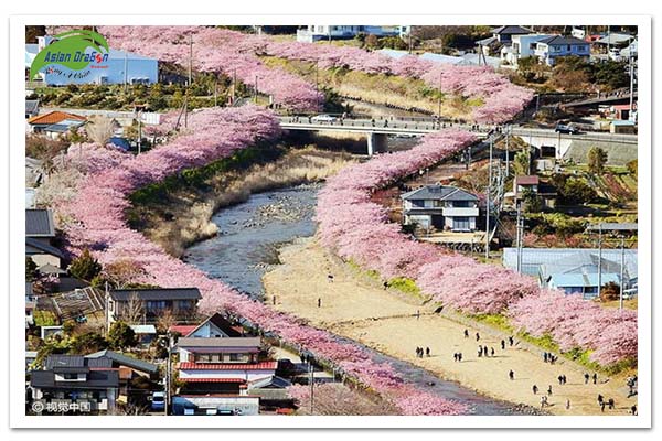 Du lịch Nhật Bản mùa hoa anh đào