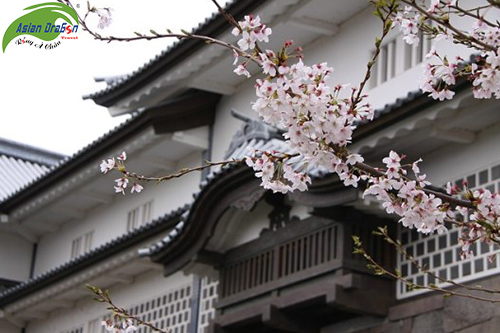 Du lịch Nhật Bản ngắm hoa anh đào