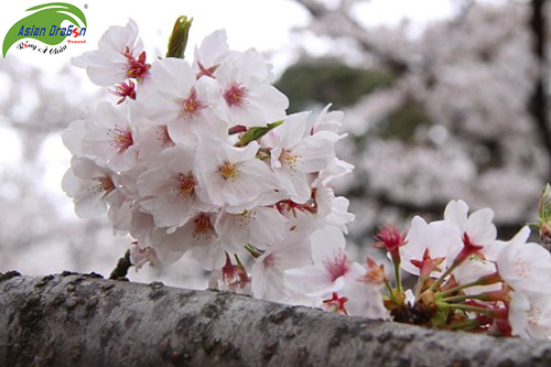 Du lịch Nhật Bản ngắm hoa anh đào