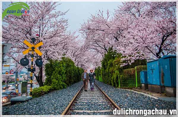 Mùa hoa anh đào ở Nhật Bản-Hàn Quốc