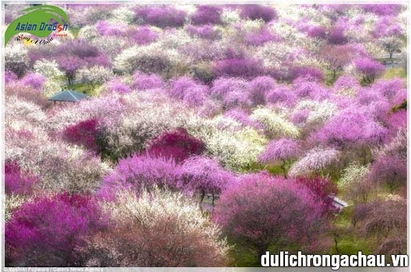 Mùa hoa anh đào ở Nhật Bản-Hàn Quốc