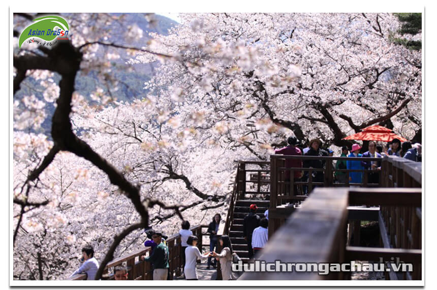 Giữa thủ đô Seoul cũng có lễ hội hoa anh đào rất lớn, Lễ hội hoa anh đào ở Yeoduido thu hút hàng ngàn lượt khách tham quan. Ảnh: tour.ydp.go.kr    Đoạn đường đẹp nhất là khu vực phía sau tòa nhà Quốc hội. . Ảnh: tour.ydp.go.kr   Công viên sông Hàn ngày xuân. Ảnh: tistory.com