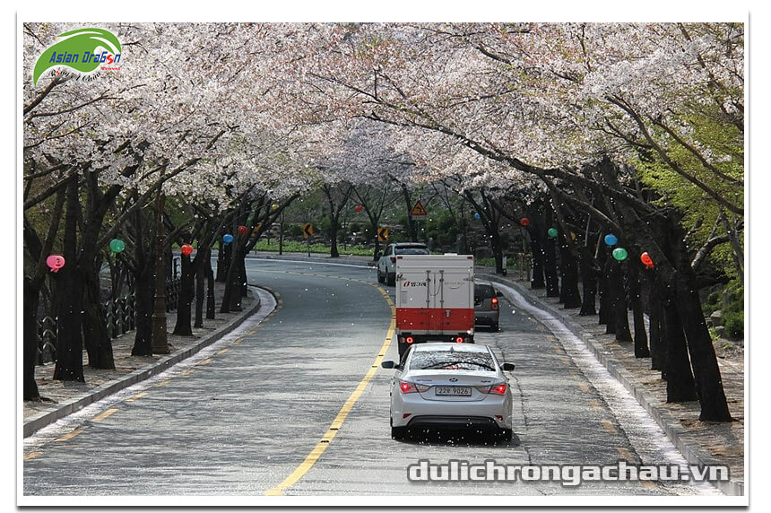 Mùa hoa anh đào ở hàn quốc