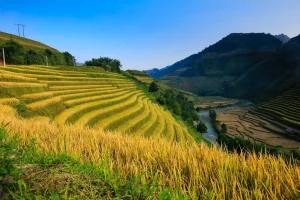 Những cung đường săn mùa lúa chín đẹp nhất