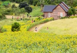 TOUR ĐÀ LẠT - THIÊN ĐƯỜNG SĂN MÂY - ĐỒI CHÈ - CỒNG CHIÊNG - KDL DAPA HLL 3 NGÀY 3 ĐÊM