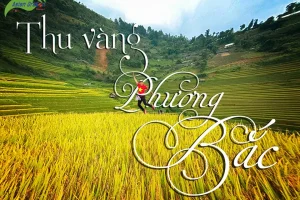Say đắm thu vàng Tây Bắc
