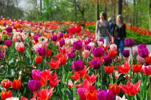 Keukenhof - Khu vườn đẹp nhất thế giới