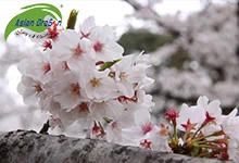 Du lịch Nhật Bản ngắm hoa anh đào nở rộ
