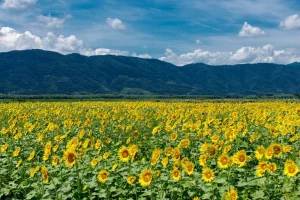 MÙA HÈ VÀNG RỰC Ở ĐẢO ZENNYUJI – NƠI MẶT TRỜI NỞ THÀNH HOA