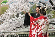 Du lịch Nhật Bản đến Kyoto ngắm hoa anh đào